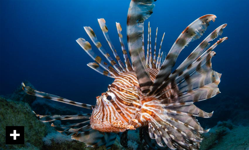 Dragefisken truer Middelhavet