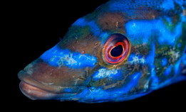 På besøk i gyltenes rike