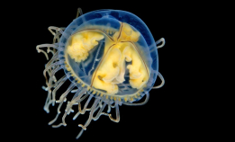 Hva gjør klamremaneten så giftig?