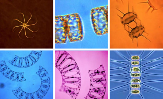 Kan bittesmå alger redde verden?