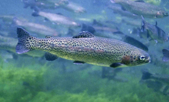 Fisk føler intens smerte