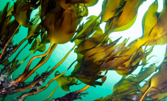 Tareskogen er verdt milliarder