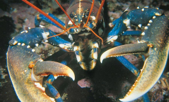 Fritidsfiskerne tar klart mest hummer