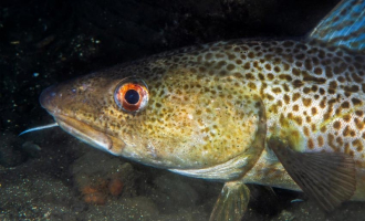 Anbefaler nullfiske i Nordsjøen