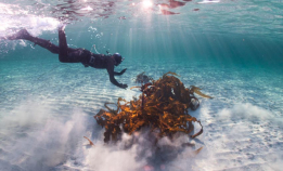 Sjønær-festival i helgen