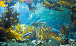 Akvariet i Bergen fyller 65 år i dag