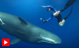 Spermhvalen bruker ultralyd til å jakte