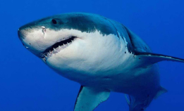 Boktips: Verdens råeste haier