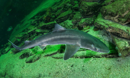 Pigghåen er vår vanligste hai