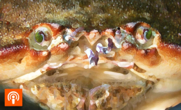 Det nordnorske krabbemysteriet