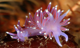 Våre fantastiske nakensnegler