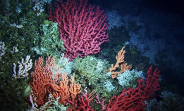 Se gratis: Life in the Twilight