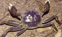 Vil forby denne krabben i Norge