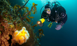 Ta PADI grunnkurs hos Nemo