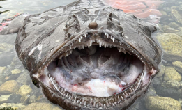 Hurra – nå gyter breiflabben