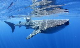Dokumentar: Galapagos, hvalhaiens rike