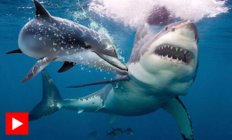 Hvorfor er haier redde for delfiner?