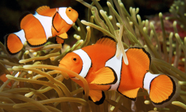 Sex er mer spennende i havet