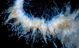 Meld fra om perlesnormanet