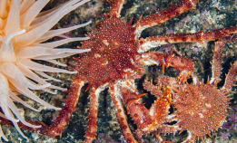 Hvem vinner krabbekrigen?