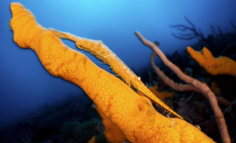 Blinkskudd fra Lembeh Strait