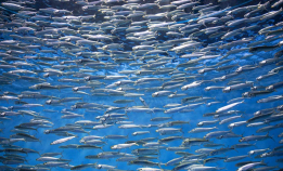 I dag er det sardinenes dag