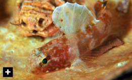 Marinbiologi: Lær mer om kutlinger