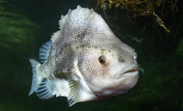 Viste seg å være maratonsvømmer