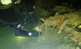 Vrakfunn i Drammensfjorden