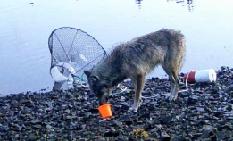 Ulv stjeler fra krabbeteine