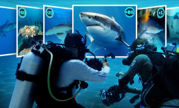 TV-serie: Med hai i kikkerten