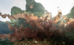 Fremmede arter haiker til Norge