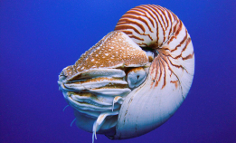 I kveld er det «Nautilus Night»