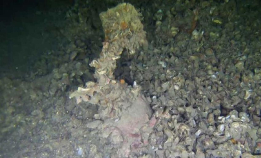 Cousteau tok ikke skipsklokken