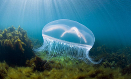 Rapporter det du ser på dykket