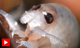 Strandloppene jobber om natten