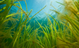 Fremmede arter truer ålegresset