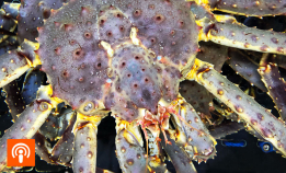 Kongekrabben – en uønsket delikatesse