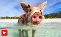 Kan ikke fly, men svømmer gjerne