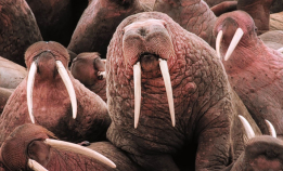 Vi feirer hvalrossens dag!