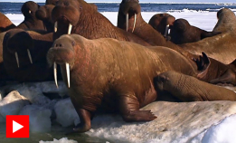 Hvalrossungen lærer å svømme