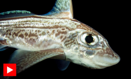 Nå er det tid for havmus