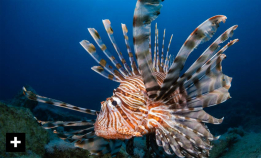 Les gratis: Dragefisk truer Middelhavet