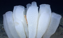 Frykter at svampene skal kveles