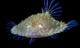 Se blinkskuddene til Alex Mustard