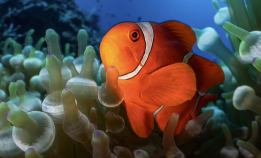 Blinkskudd fra Papua Ny-Guinea