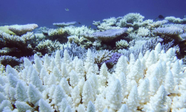 Koraller over hele verden blekes