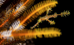 Blinkskudd fra Misool og PNG