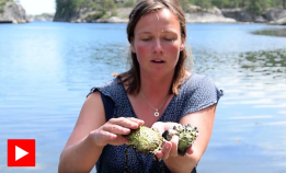 Slik ser du forskjell på østersen