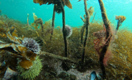 Kan brent kalk redde tareskogen?